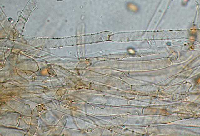 Galerina stylifera   (G.F. Atk.) A.H. Sm. & Singer